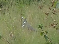 Leucosarcia melanoleuca