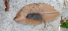 Crocidura suaveolens
