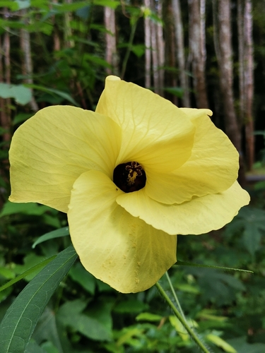 Abelmoschus moschatus iNat (1)