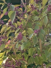 Callicarpa