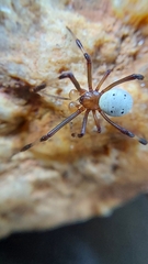 Latrodectus pallidus