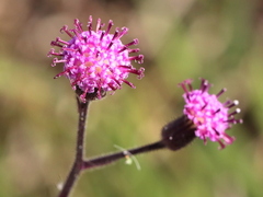 Senecio purpureus