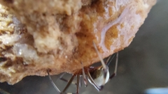 Latrodectus pallidus