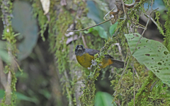 Mitrospingus cassinii