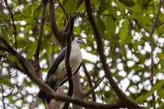 Columba leucomela
