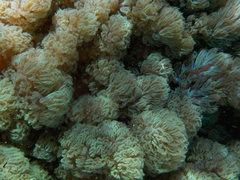 Conglomeratusclera coerulea