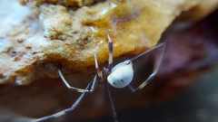 Latrodectus pallidus