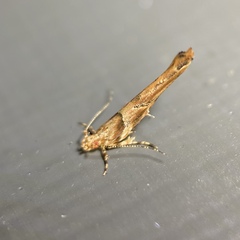 Anatrachyntis rileyi
