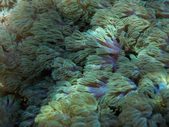 Conglomeratusclera coerulea