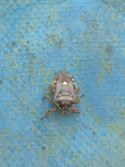 Pinthaeus sanguinipes