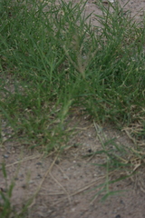 Chloris virgata