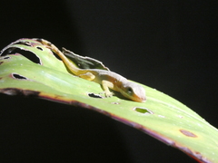Anolis limifrons