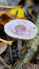 Mycena pura