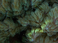 Conglomeratusclera coerulea