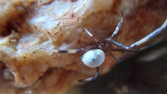 Latrodectus pallidus
