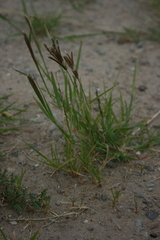 Chloris virgata