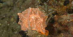 Halgerda batangas