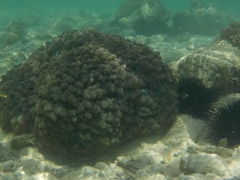 Conglomeratusclera coerulea