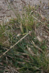Dactyloctenium aegyptium