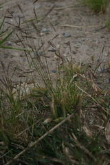Bouteloua barbata