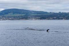 Balaenoptera borealis