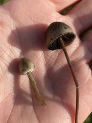 Panaeolus papilionaceus