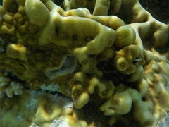 Millepora exaesa