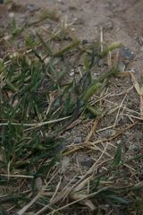 Dactyloctenium aegyptium