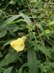 Abelmoschus moschatus