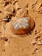 Catostylus mosaicus