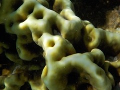 Millepora exaesa