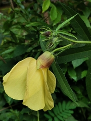 Abelmoschus moschatus