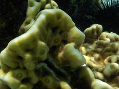 Millepora exaesa