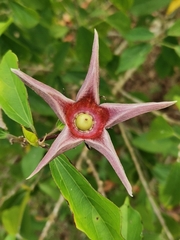 Hibiscus grewiifolius