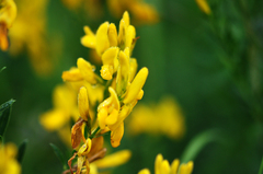 Genista tinctoria