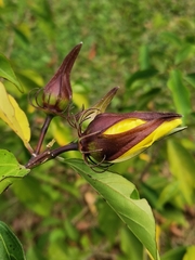 Hibiscus grewiifolius