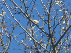 Fringilla montifringilla