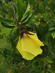 Hibiscus grewiifolius