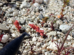 Crassula colligata colligata