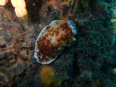 Aphelodoris varia