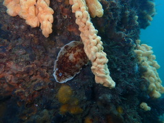Aphelodoris varia