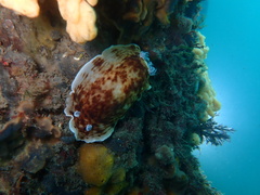 Aphelodoris varia