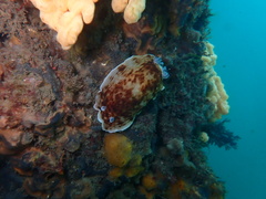 Aphelodoris varia