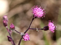 Senecio purpureus