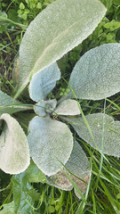 Stachys byzantina