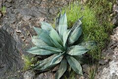 Agave shrevei