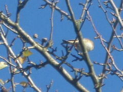 Fringilla montifringilla