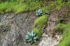 Agave shrevei