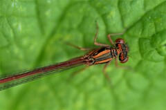 Xanthocnemis zealandica