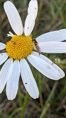 Sphaerophoria scripta